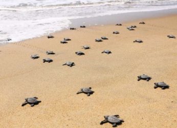 Open drainage on the beach acts as threat to Olive Ridley turtles