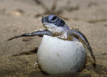 More number of Olive Ridley turtles flap their flippers this year in the city