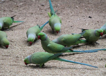 Here’s why a lane in Visakhapatnam is flocked by parrots every evening