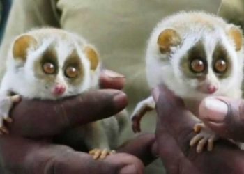 Endangered species, slender loris spotted near Tirumala