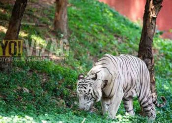 Visakhapatnam zoo to organise webinar on Global Tiger Day 2020