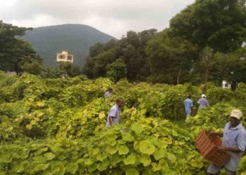 Inmates at Vizag Central Jail take up farming the organic way