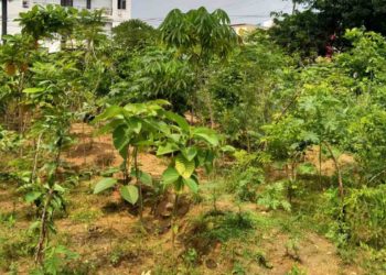 25 more Miyawaki forests to be developed in Visakhapatnam