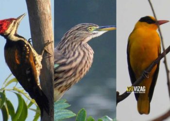 Vizag zoo's bird walk series provides a rare opportunity to wildlife enthusiasts in the city