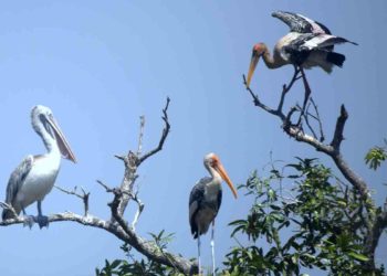 See Pics: Ahead of Winter, migratory birds make their way to Telineelapuram