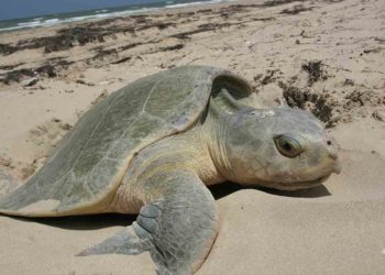 Forest Dept to involve public for protecting Olive Ridley turtles in Vizag