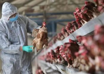 Bird Flu: Symptoms, precautions, and other important info you should know