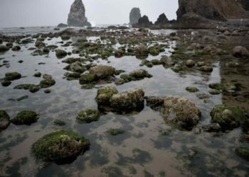 Tide Pooling in Vizag to throw light on marine life by the city's coast