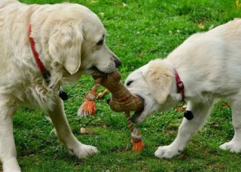 Bond with your pet this weekend. Here are 5 things to do so in Vizag