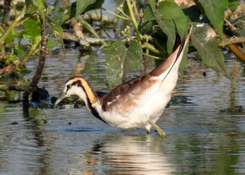 A perfect date: Birdwatching on Valentines in Vizag