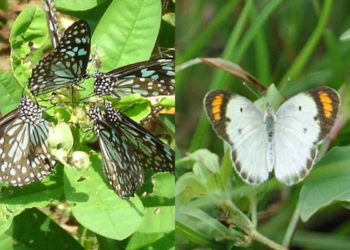 Get to know the different butterfly species of Vizag