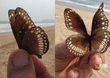 Large population of butterflies flocks Vizag beach, experts call it unusual