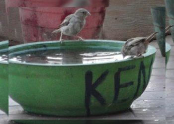 Water bowls for birds and animals in Vizag