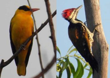 Birds, birds, and more birds: Explore Vizag Zoo like never before