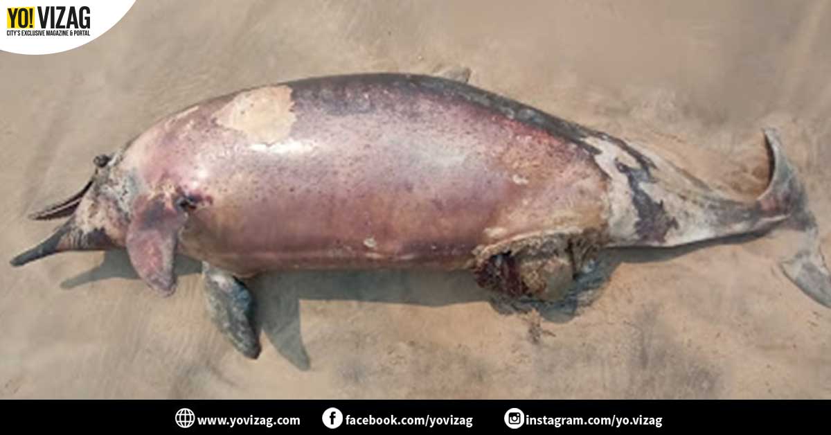 Dead humpback dolphin found on Vainguinim beach in Panaji