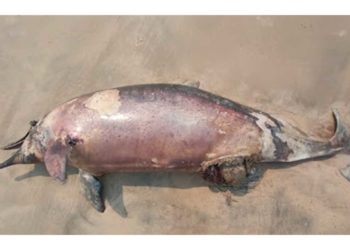 Dead dolphin spotted at Vizag shore, here is what experts have to say