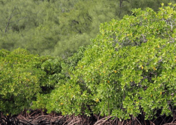 Vizag zoo conducts a webinar on conservation of mangroves