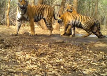 IGZP organises a webinar to celebrate Global Tiger Day in Vizag