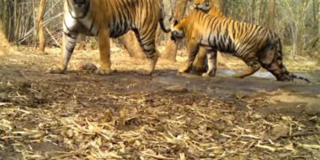 IGZP organises a webinar to celebrate Global Tiger Day in Vizag