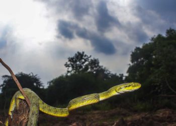 World Snake Day 2021 in Vizag: Decoding the venomous snakes of India