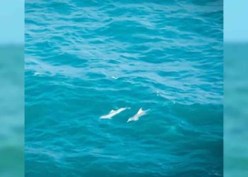 Can Visakhapatnam be a safe habitat for a pod of dolphins?, rushikonda beach