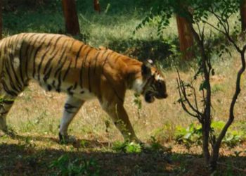 Sita, a 20-year-old tigress dies at Vizag Zoo