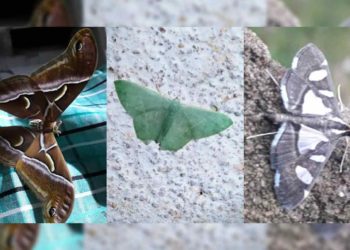 Swarm of diverse butterflies spotted at Haritha Resort in Lambasingi