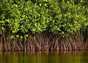 FRCCE to formulate a strategy to plant mangroves along the 114 km Vizag coastline