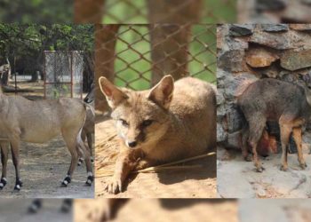 3 new animal species arrive at Vizag Zoo