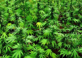 Vizag Agency sarpanches join hands with police to curb ganja cultivation