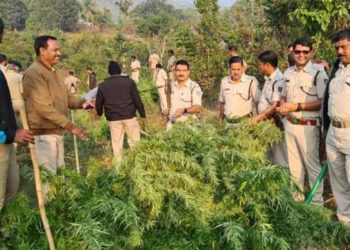 Visakhapatnam District Police destroys about 80 acres of ganja cultivation