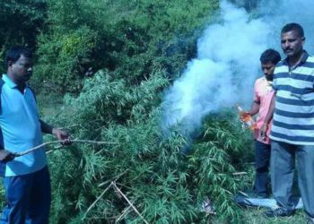 ganja cultivation destroyed visakhapatnam agency