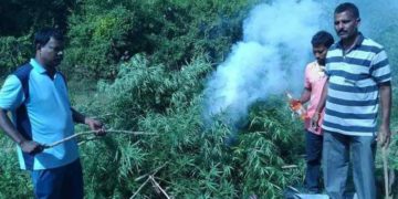 ganja cultivation destroyed visakhapatnam agency