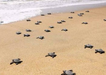 Olive Ridley sea turtles and their connection with Vizag