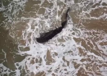 Whale shark Vizag Beach- World's largest fish washed ashore on Vizag Beach