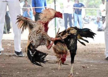 Measures being taken by police to stop cockfighting in Visakhapatnam