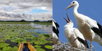 Trail along the picturesque bird sanctuaries in and around Visakhapatnam