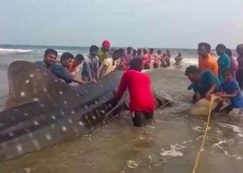 DFO praises fishermen on successful rescue of whale shark in Vizag