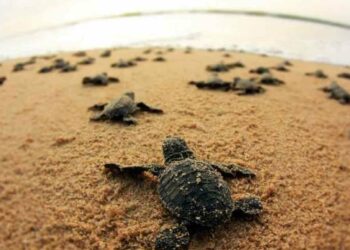 Ex-situ conservation of Olive Ridley Turtles in Vizag paves way for marine conservation