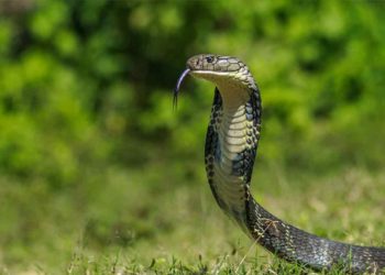 “If you spot a snake in Visakhapatnam District, call rescuers”, says EGWS founder