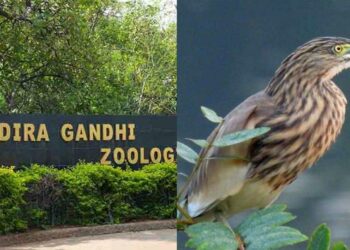 Visakhapatnam Zoo to conduct birdwatching tour on 14 May