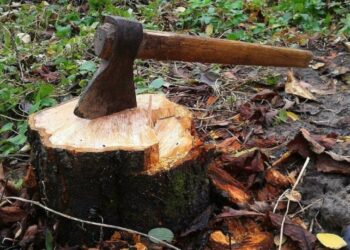 GVMC lodges complaint against man for cutting down a tree