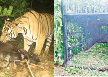 Drones employed to capture the tiger on loose in Anakapalli District