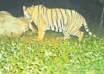 Villages in Anakapalli on alert as the prowling tiger kills another cow