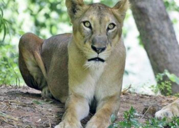 Lioness Lalitha dies of senility in Indira Gandhi Zoo Park, Visakhapatnam