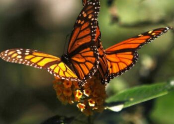 Visakhapatnam Zoo organises five day program for Big Butterfly Month  