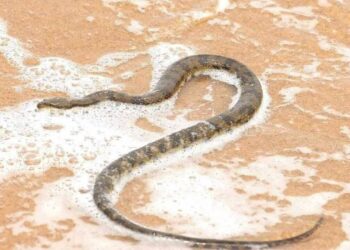 In the rarest occurrences, a fisherman from Vizag unexpectedly caught a 5 feet long sea snake on his hunt for fish