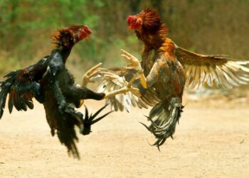 Anakapalli Police book 345 persons and seize 123 roosters involved in cockfighting