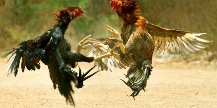 Anakapalli Police book 345 persons and seize 123 roosters involved in cockfighting