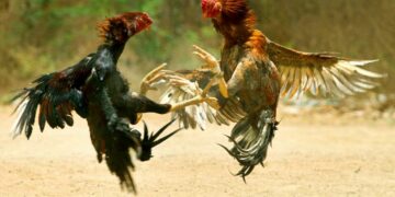 Banned cockfights lead to death of two in Andhra Pradesh